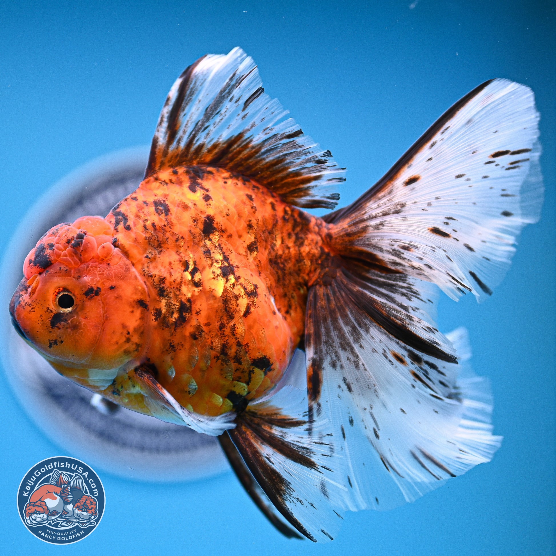 Tiger Butterfly Tail Oranda 7 inches - Female (241129_OR08) - Kaiju Goldfish USA