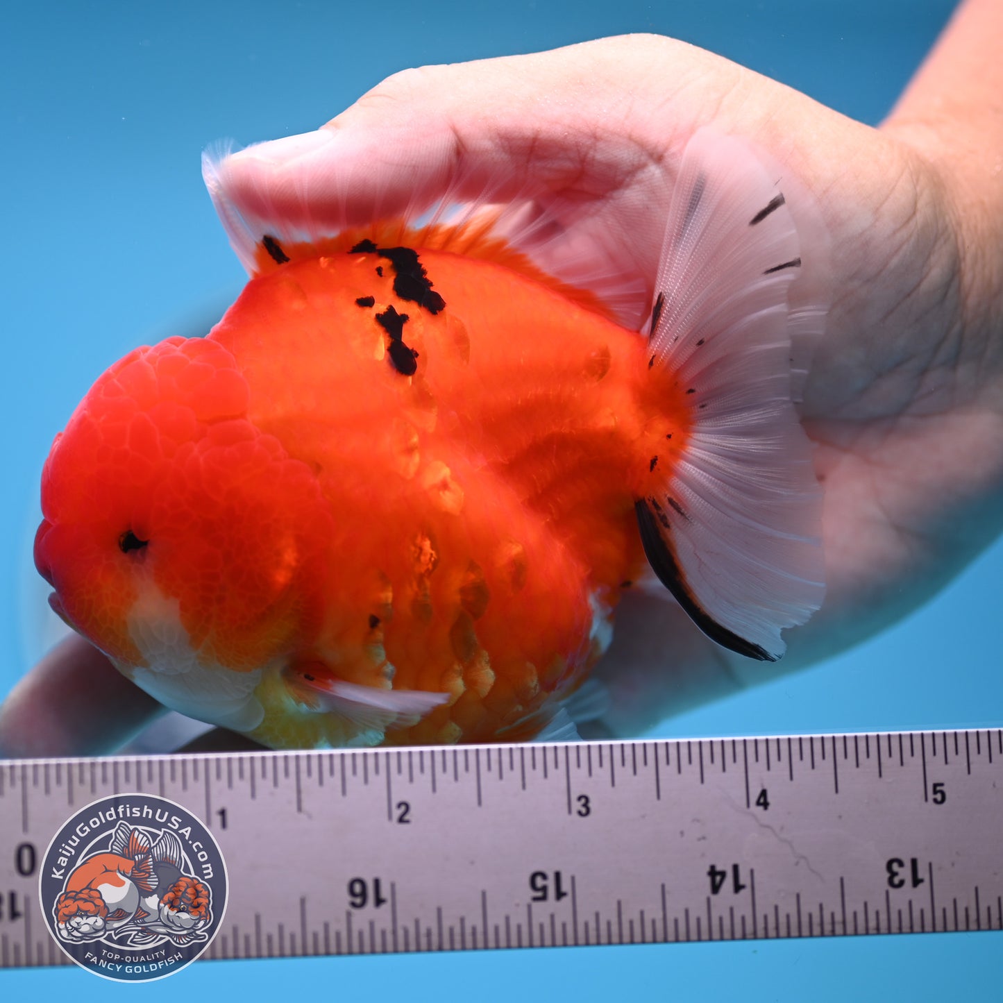 Tricolor Sakura YuanBao Oranda 3.7 inches Body (250516_OR08)