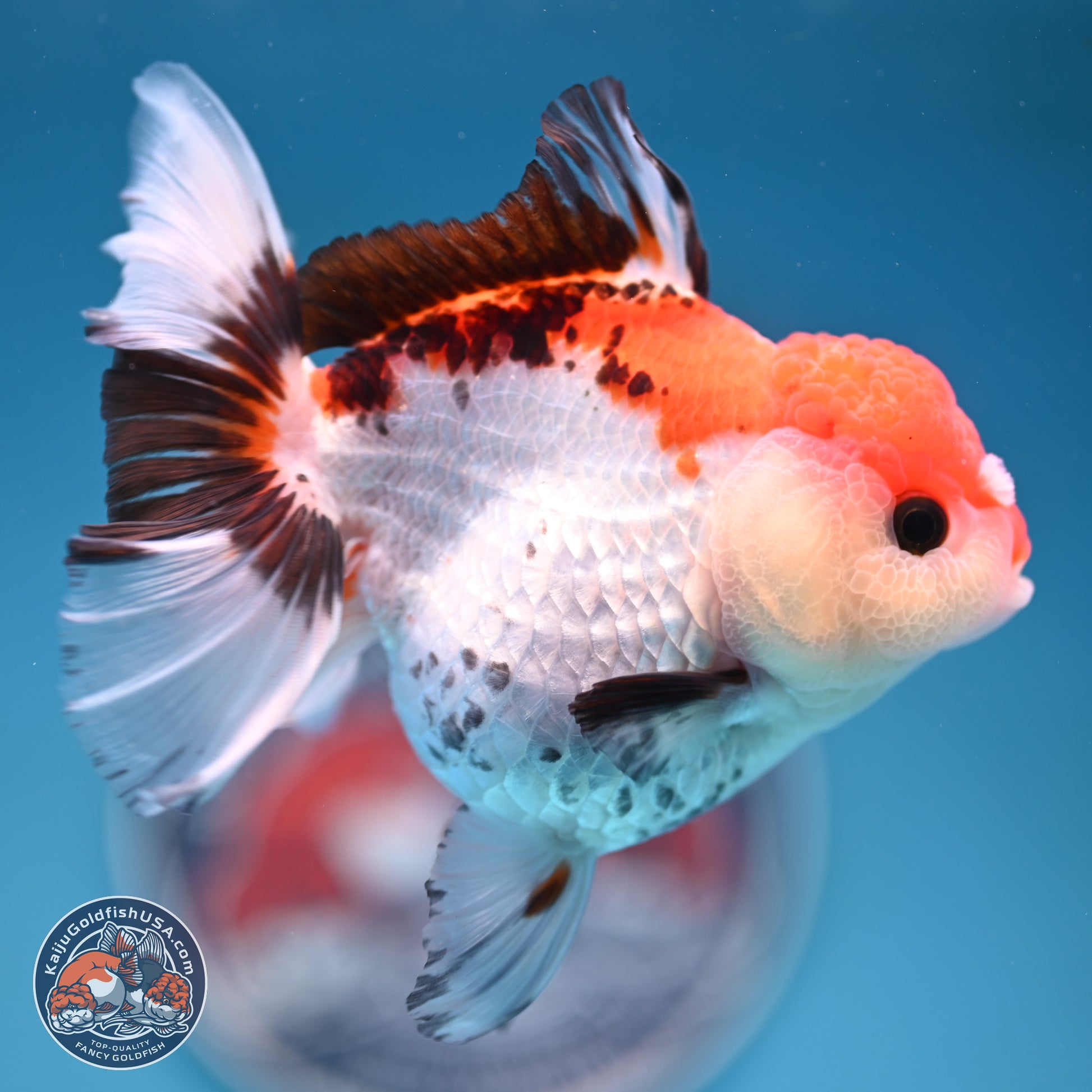 Tricolor Rose Tail Oranda 5.5 inches (241101_OR08) - Kaiju Goldfish USA