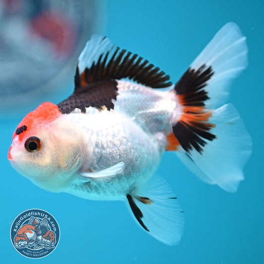Tricolor Oranda 3 inches Body (250606_OR08)