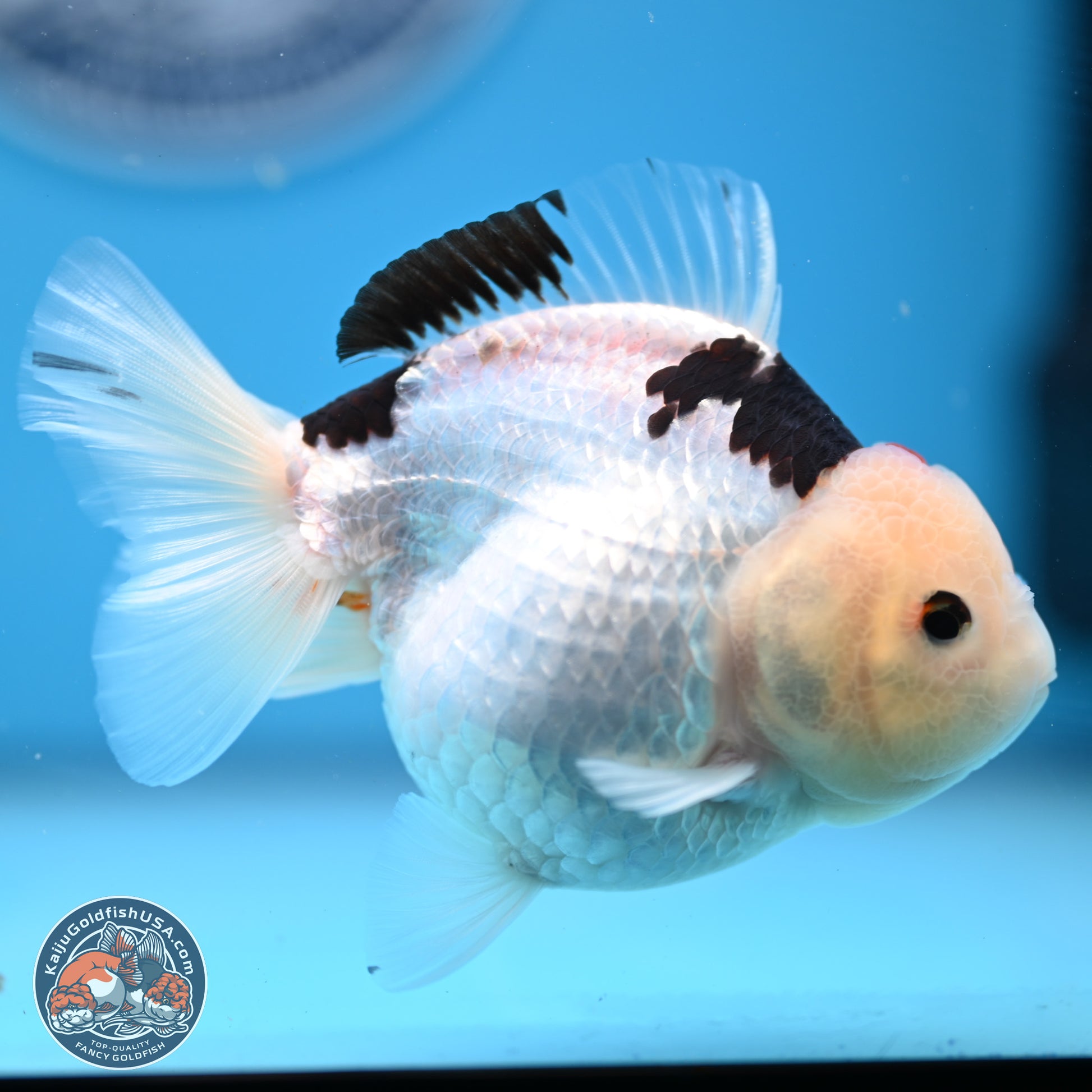 Panda Oranda 3.5-4.5 inches (240913_OR08) - Kaiju Goldfish USA