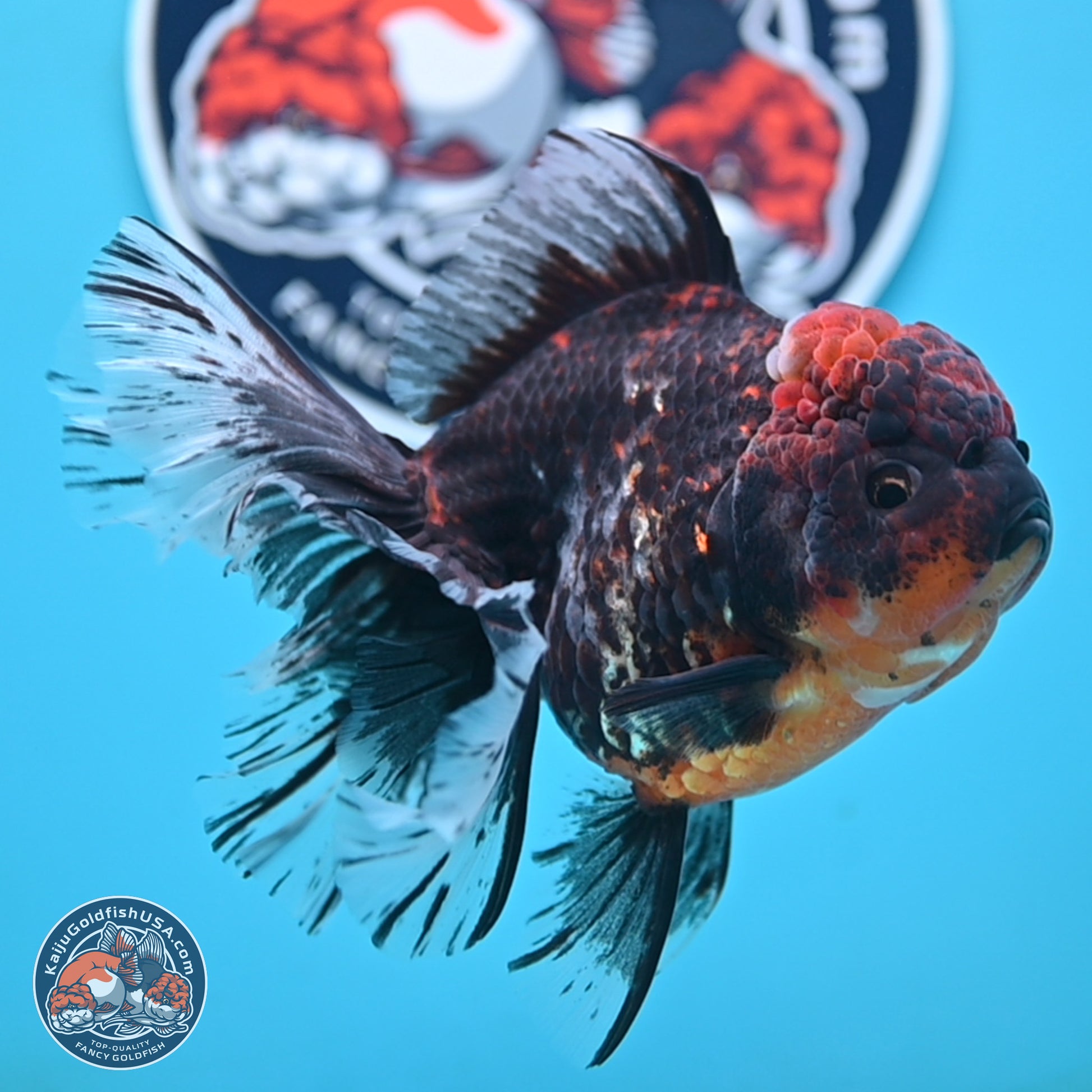 Red Kirin Rose Tail Oranda 4 inches Body - Female (250117_OR08) - Kaiju Goldfish USA