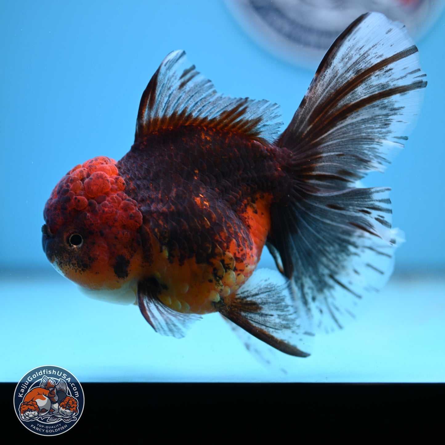 Red Kirin Rose Tail Oranda 6.5 inches - Female (241206_OR08) - Kaiju Goldfish USA