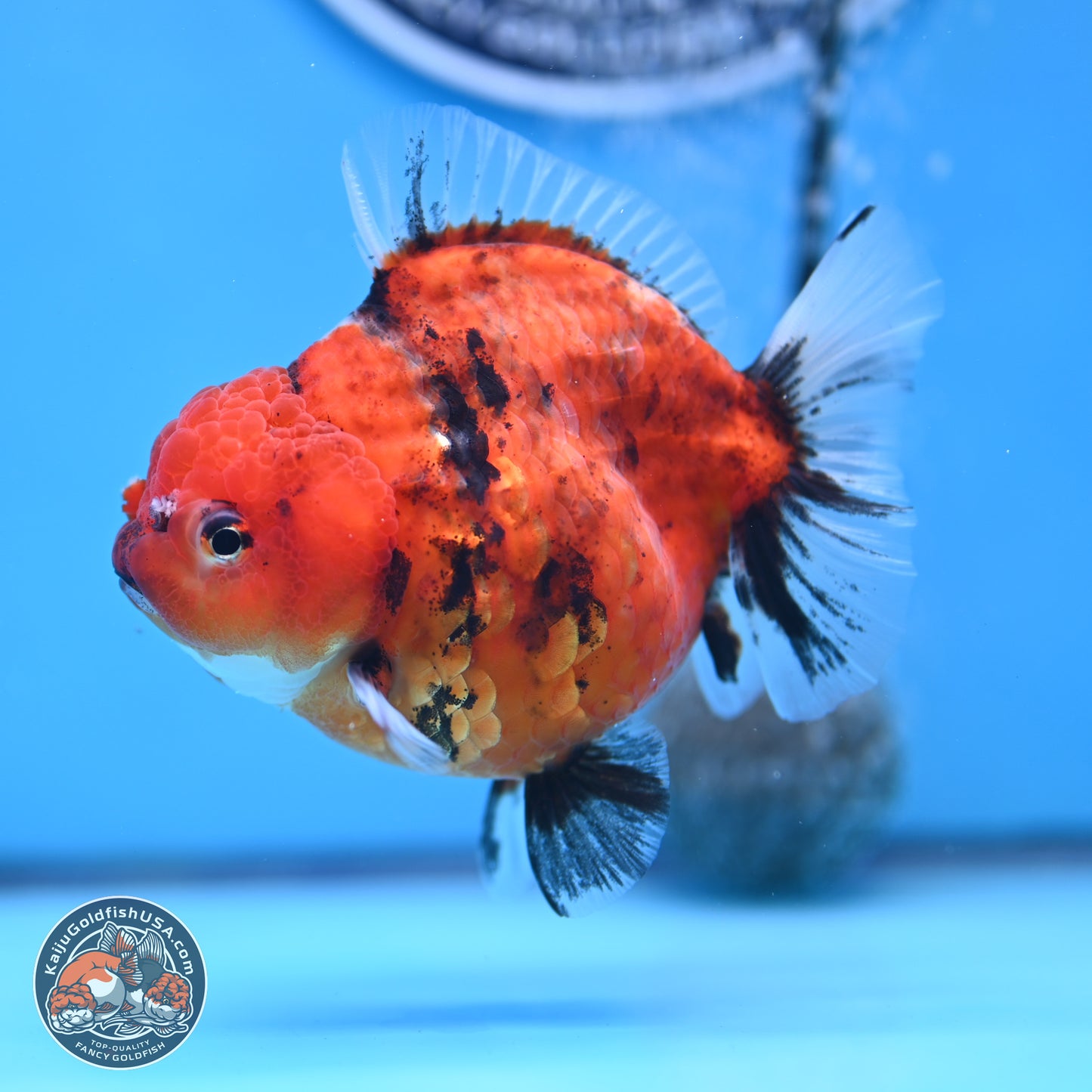 Shogun Tiger Oranda 3.75 inches Body - Female (250207_OR08)