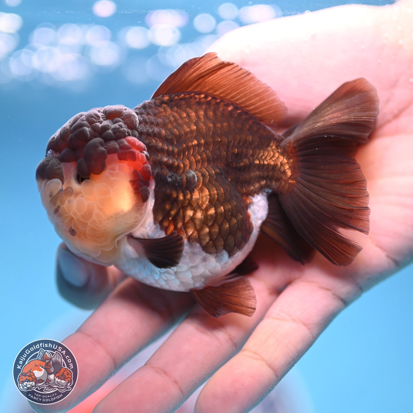 Tricolor Oranda 3 inches Body - Female (241227_OR08) - Kaiju Goldfish USA