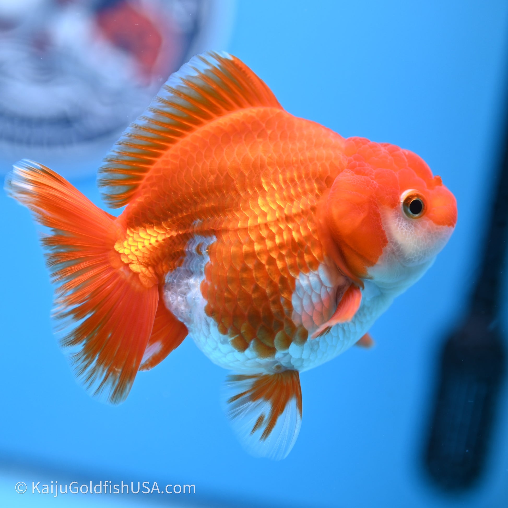 Shogun Godzilla Red White Oranda 3.5in Body (240719_OR08) - Kaiju Goldfish USA