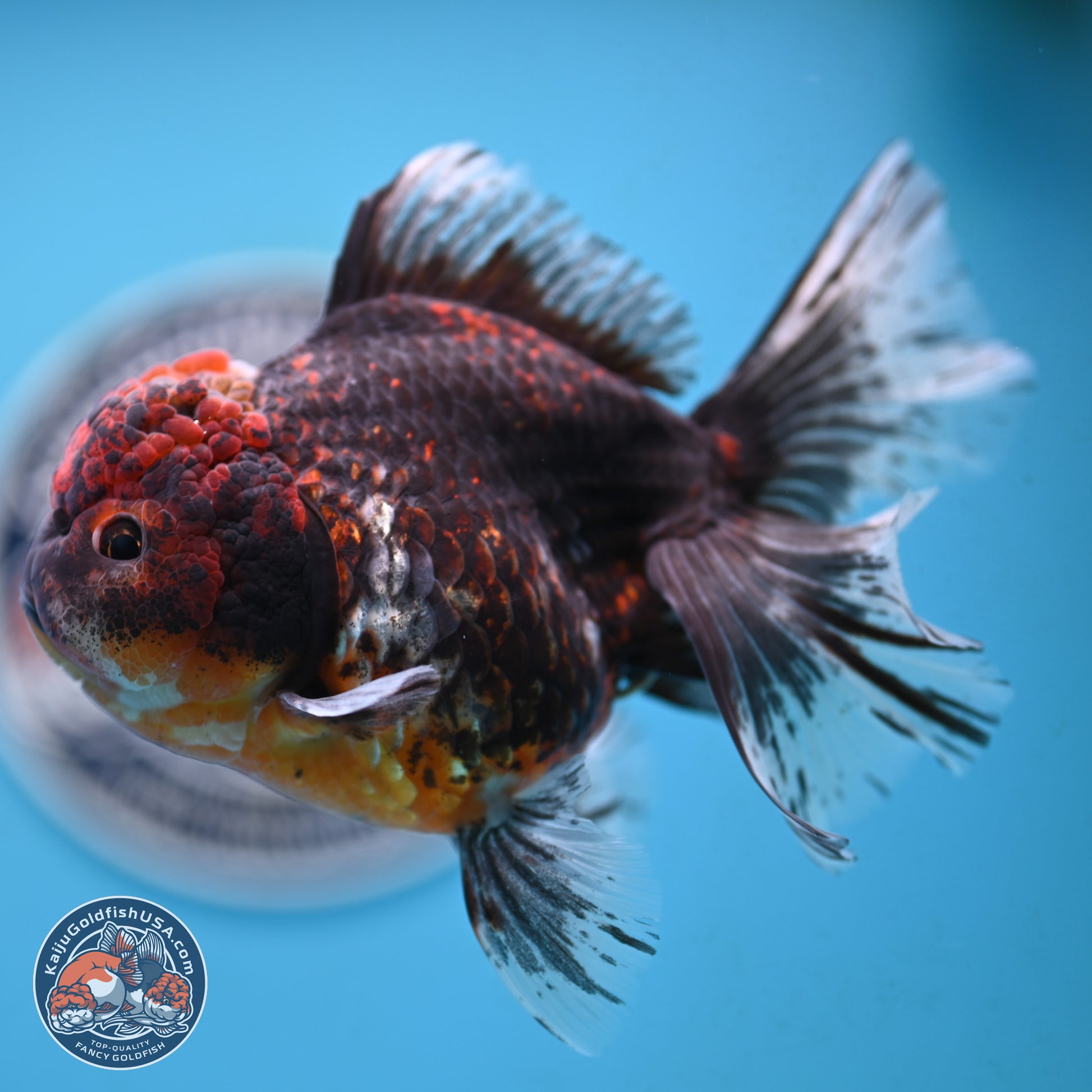 Red Kirin Rose Tail Oranda 4 inches Body - Female (250117_OR08) - Kaiju Goldfish USA