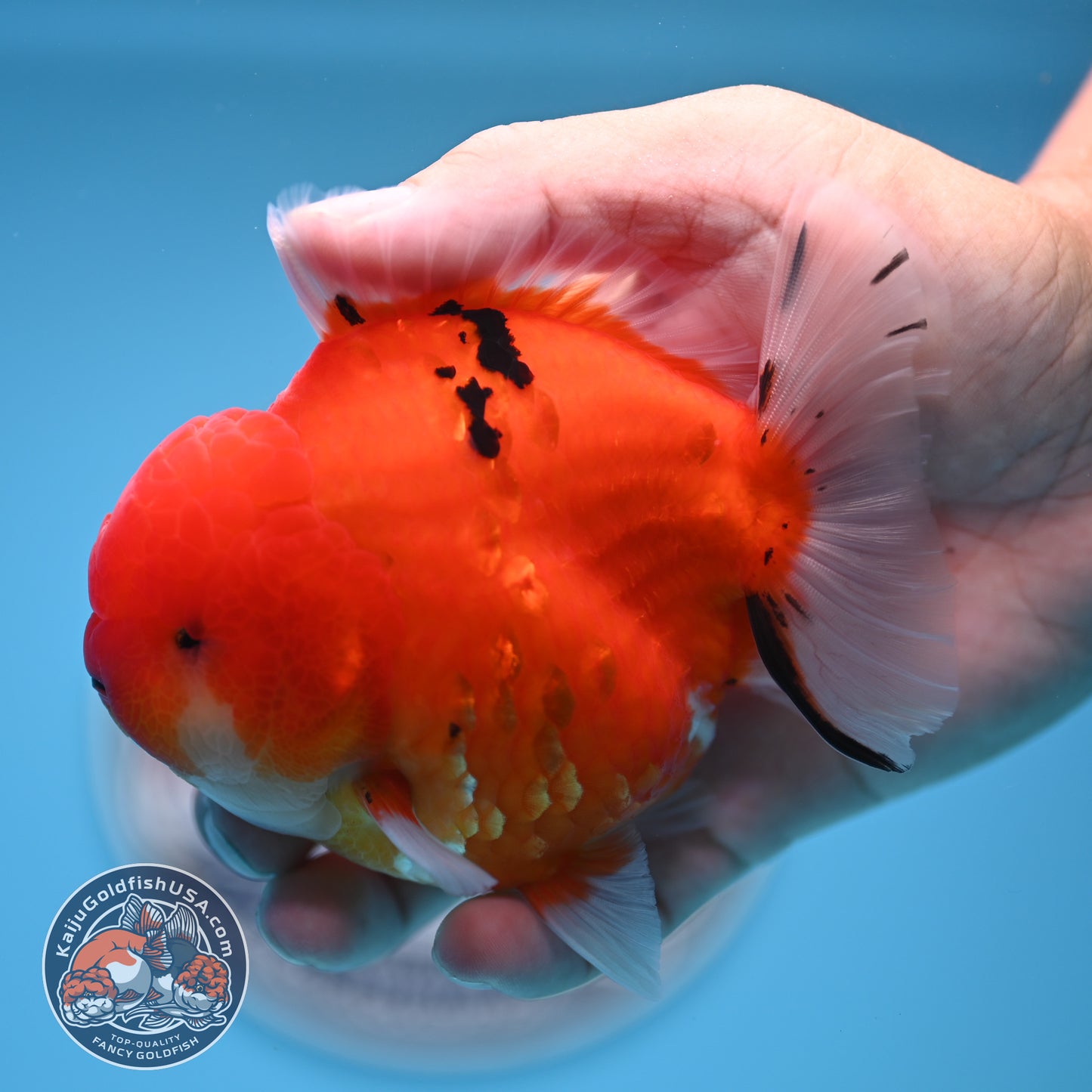 Tricolor Sakura YuanBao Oranda 3.7 inches Body (250516_OR08)