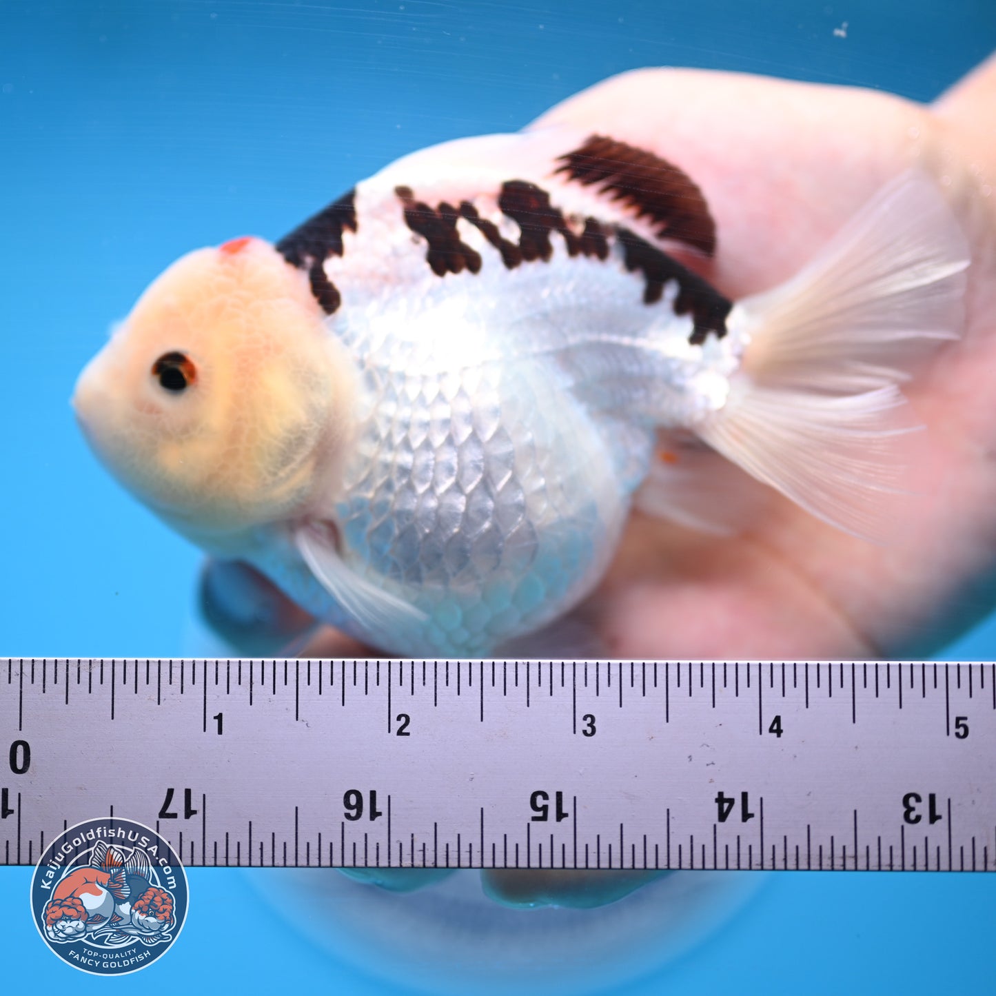 Panda Oranda 3.5-4.5 inches (240913_OR08) - Kaiju Goldfish USA