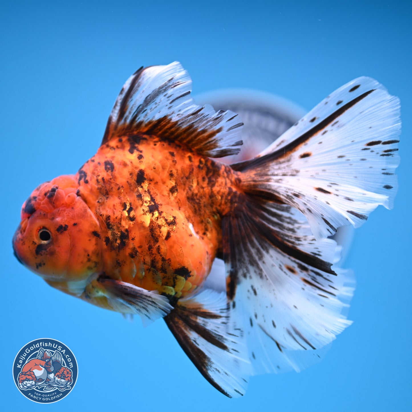 Tiger Butterfly Tail Oranda 7 inches - Female (241129_OR08) - Kaiju Goldfish USA