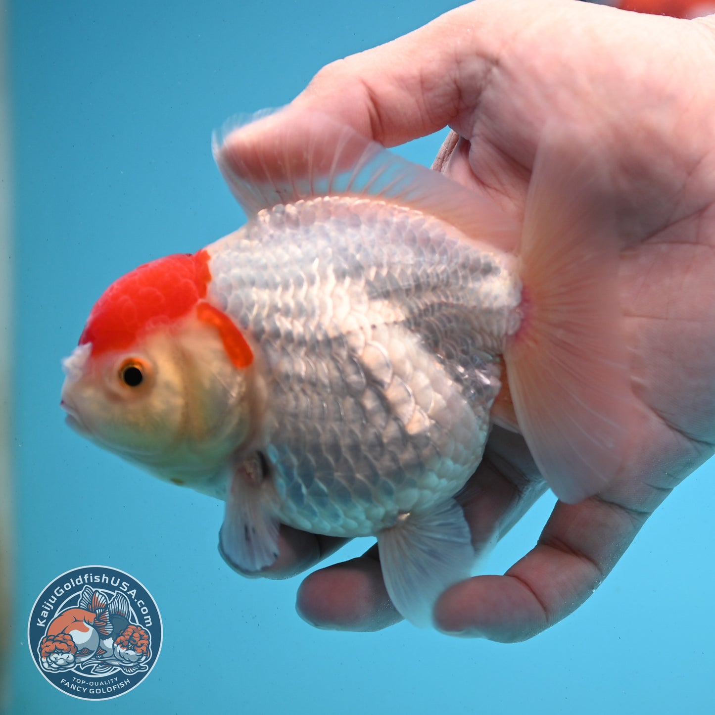 Shogun Tancho Oranda 4 inches Body - Female (250418_OR08)