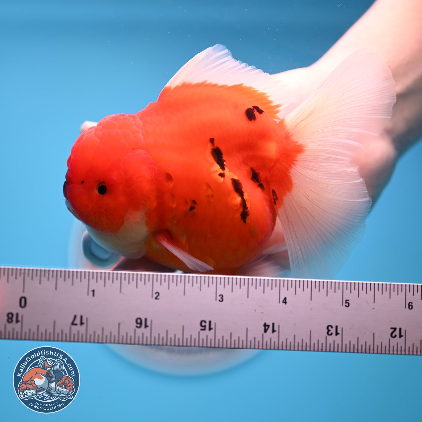Tiger Rose Tail Oranda 3.5 inches Body - Female (250221_OR08)