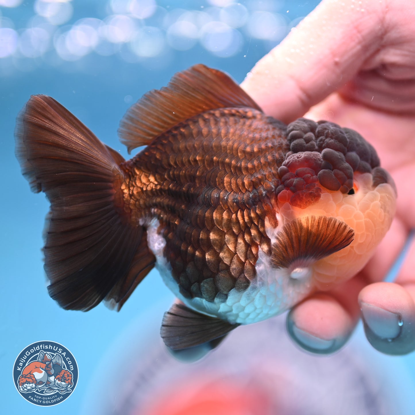 Tricolor Oranda 3 inches Body - Female (241227_OR08) - Kaiju Goldfish USA