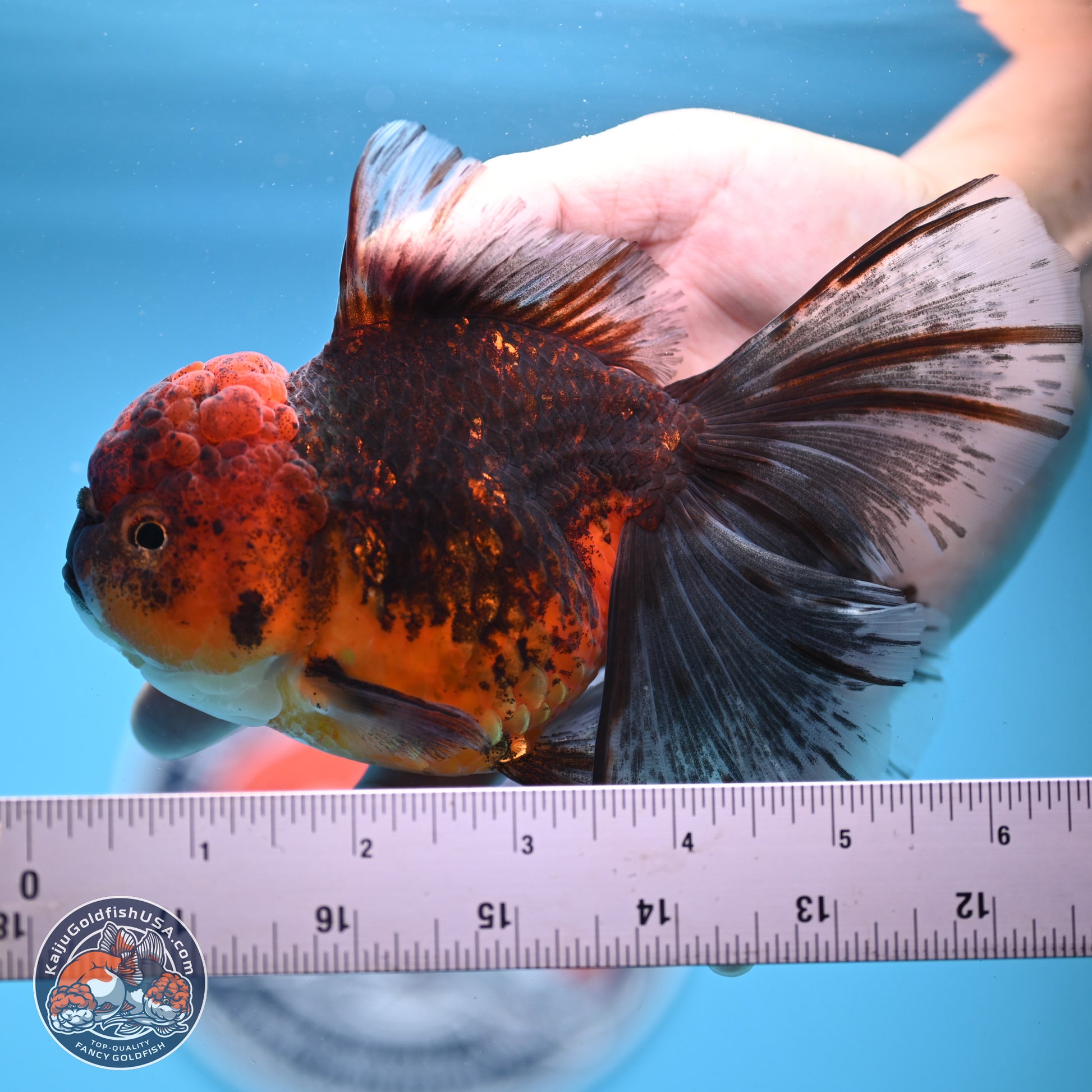 Red Kirin Rose Tail Oranda 6.5 inches - Female (241206_OR08) - Kaiju Goldfish USA