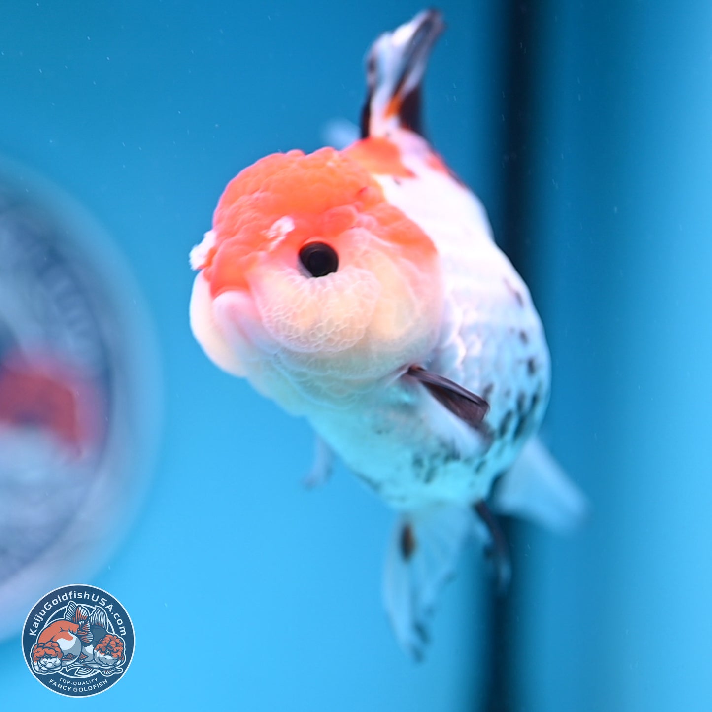 Tricolor Rose Tail Oranda 5.5 inches (241101_OR08) - Kaiju Goldfish USA