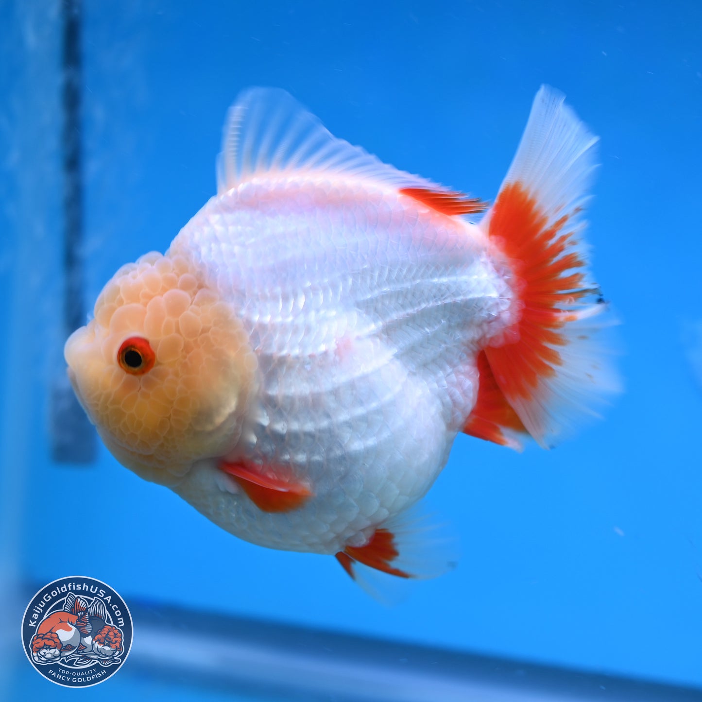 Jade Head Red White YuanBao Oranda 4 inches Body - Female (250131_OR08)