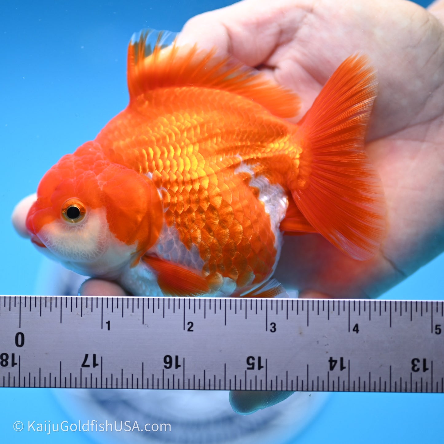 Shogun Godzilla Red White Oranda 3.5in Body (240719_OR08) - Kaiju Goldfish USA