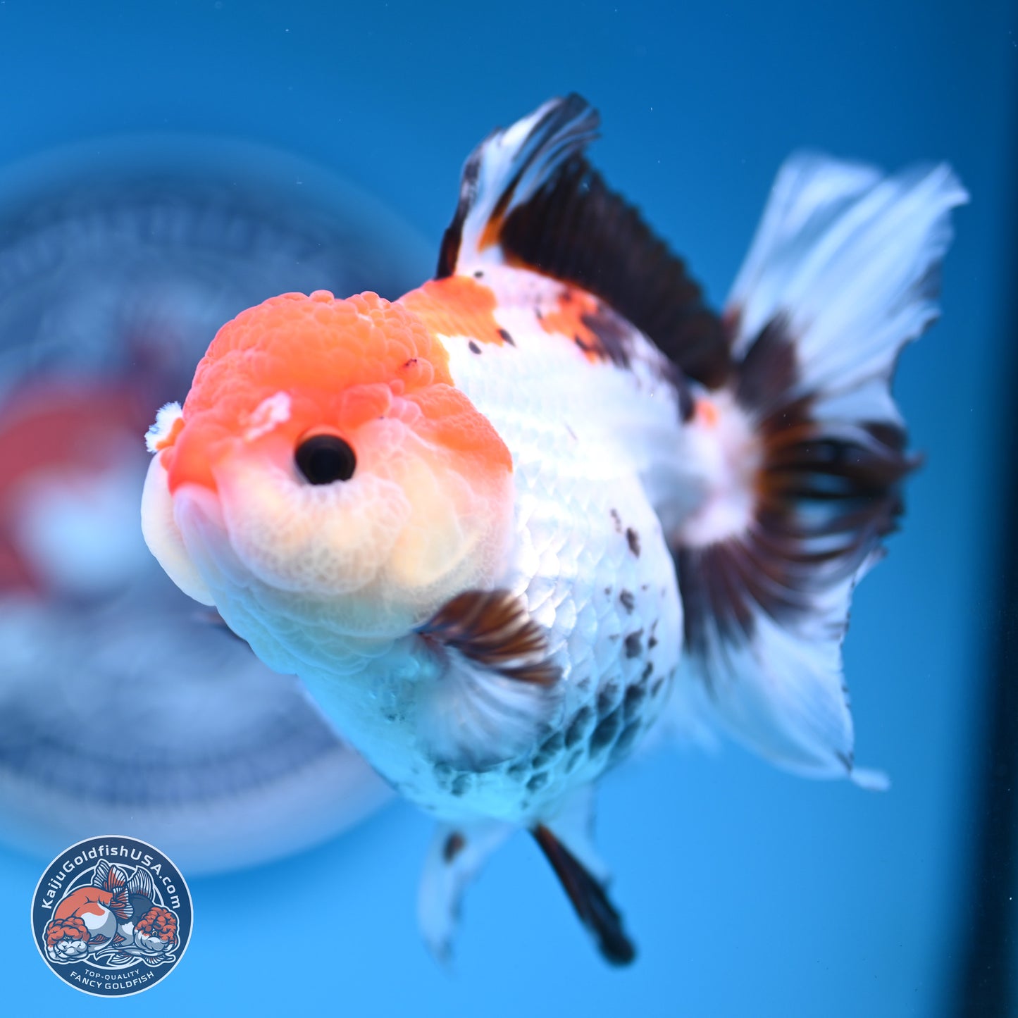 Tricolor Rose Tail Oranda 5.5 inches (241101_OR08) - Kaiju Goldfish USA