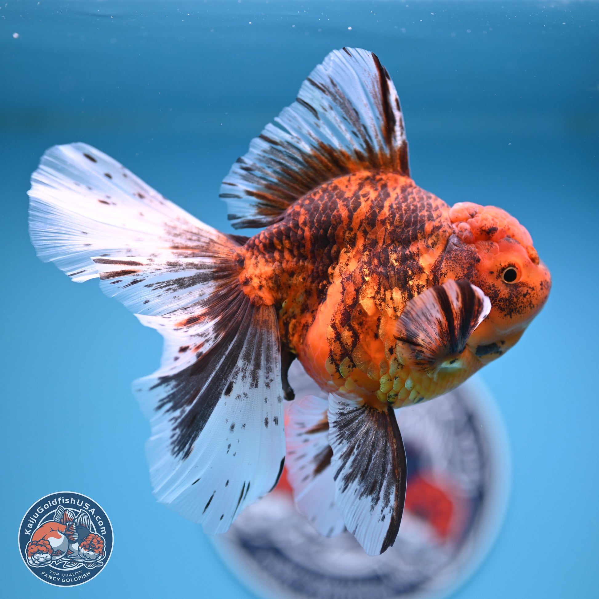 Tiger Butterfly Tail Oranda 7 inches - Female (241129_OR08) - Kaiju Goldfish USA