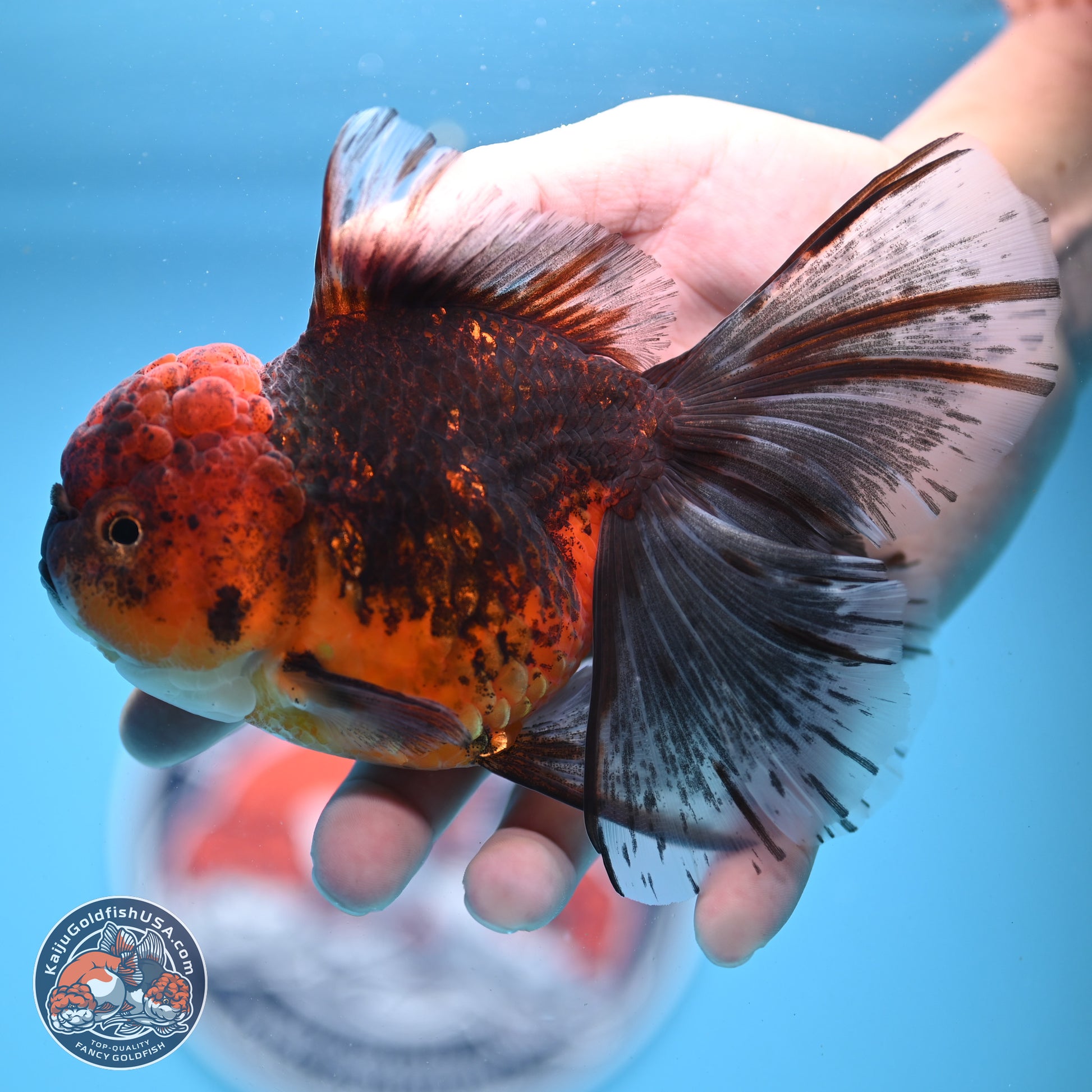 Red Kirin Rose Tail Oranda 6.5 inches - Female (241206_OR08) - Kaiju Goldfish USA