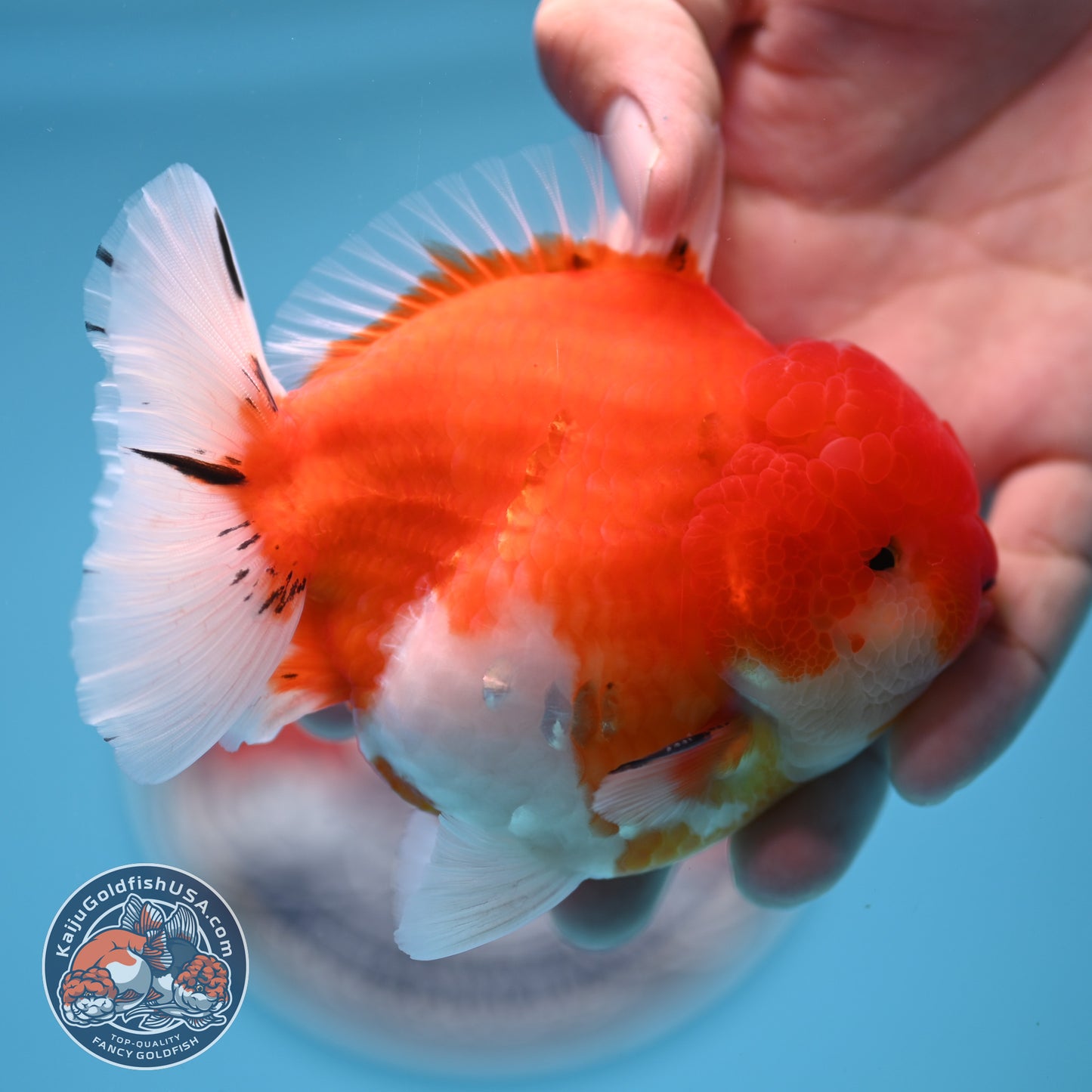 Tricolor Sakura YuanBao Oranda 3.7 inches Body (250516_OR08)