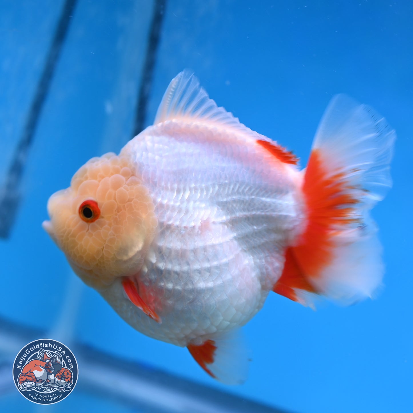 Jade Head Red White YuanBao Oranda 4 inches Body - Female (250131_OR08)