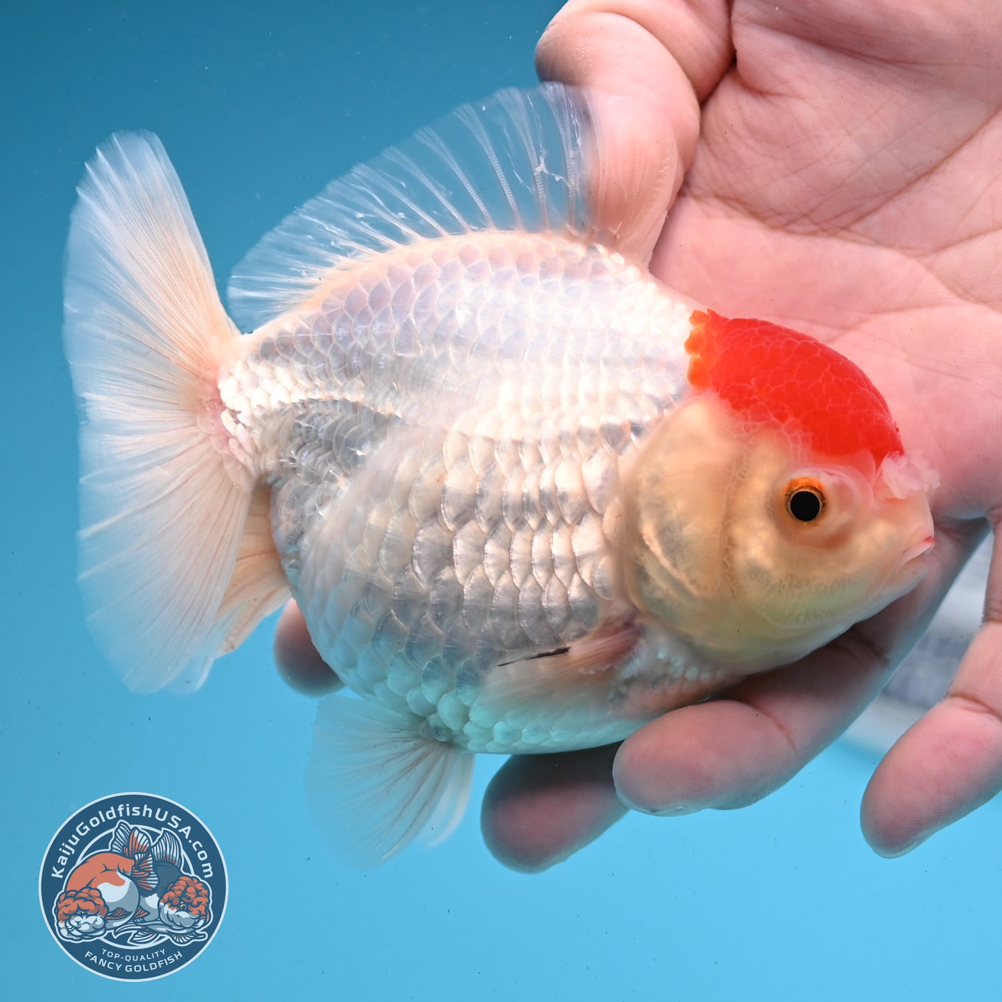 Shogun Tancho Oranda 4 inches Body - Female (250418_OR08)
