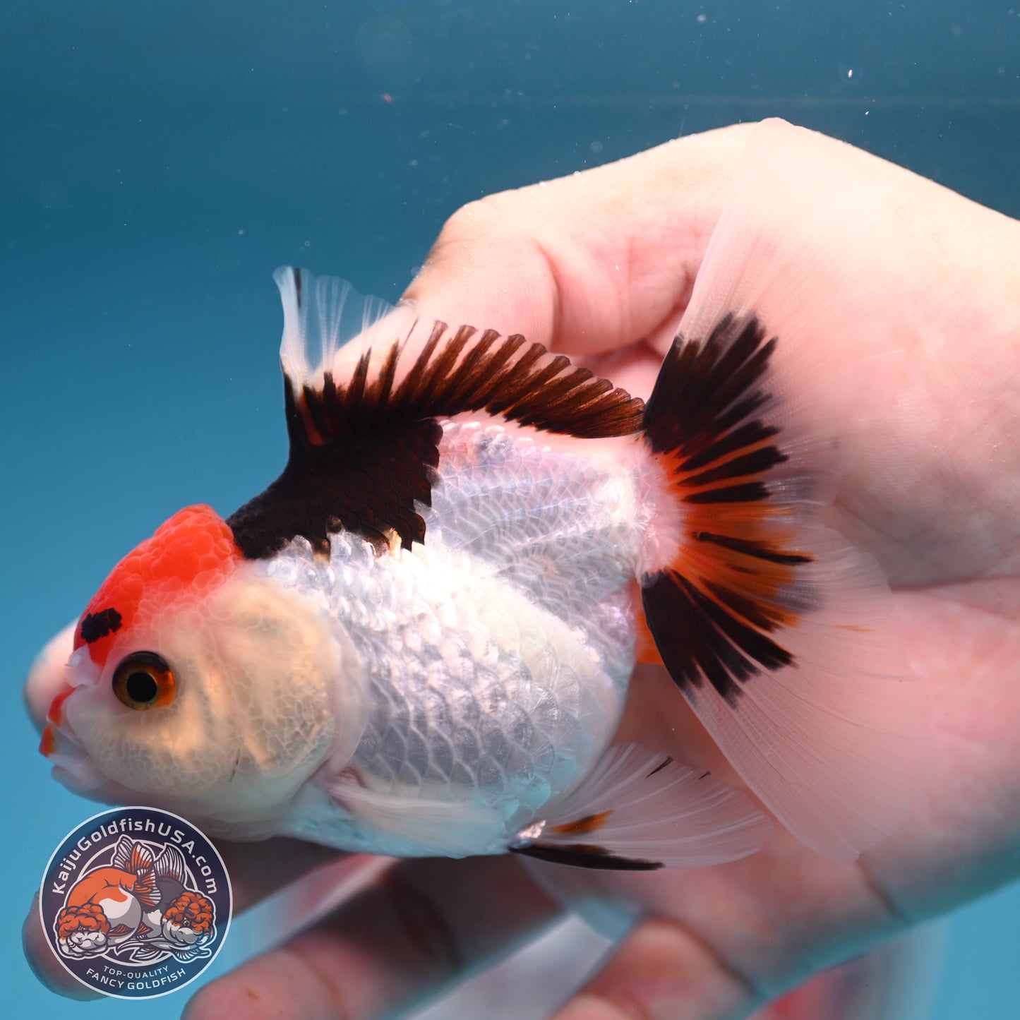 Tricolor Oranda 3 inches Body (250606_OR08)
