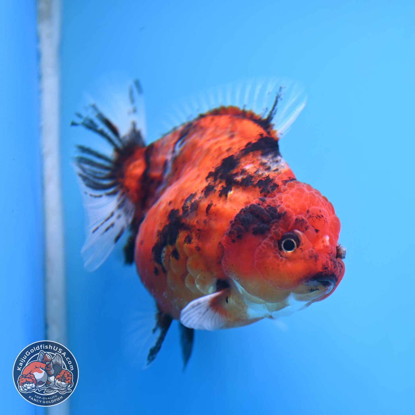 Shogun Tiger Oranda 3.75 inches Body - Female (250207_OR08)