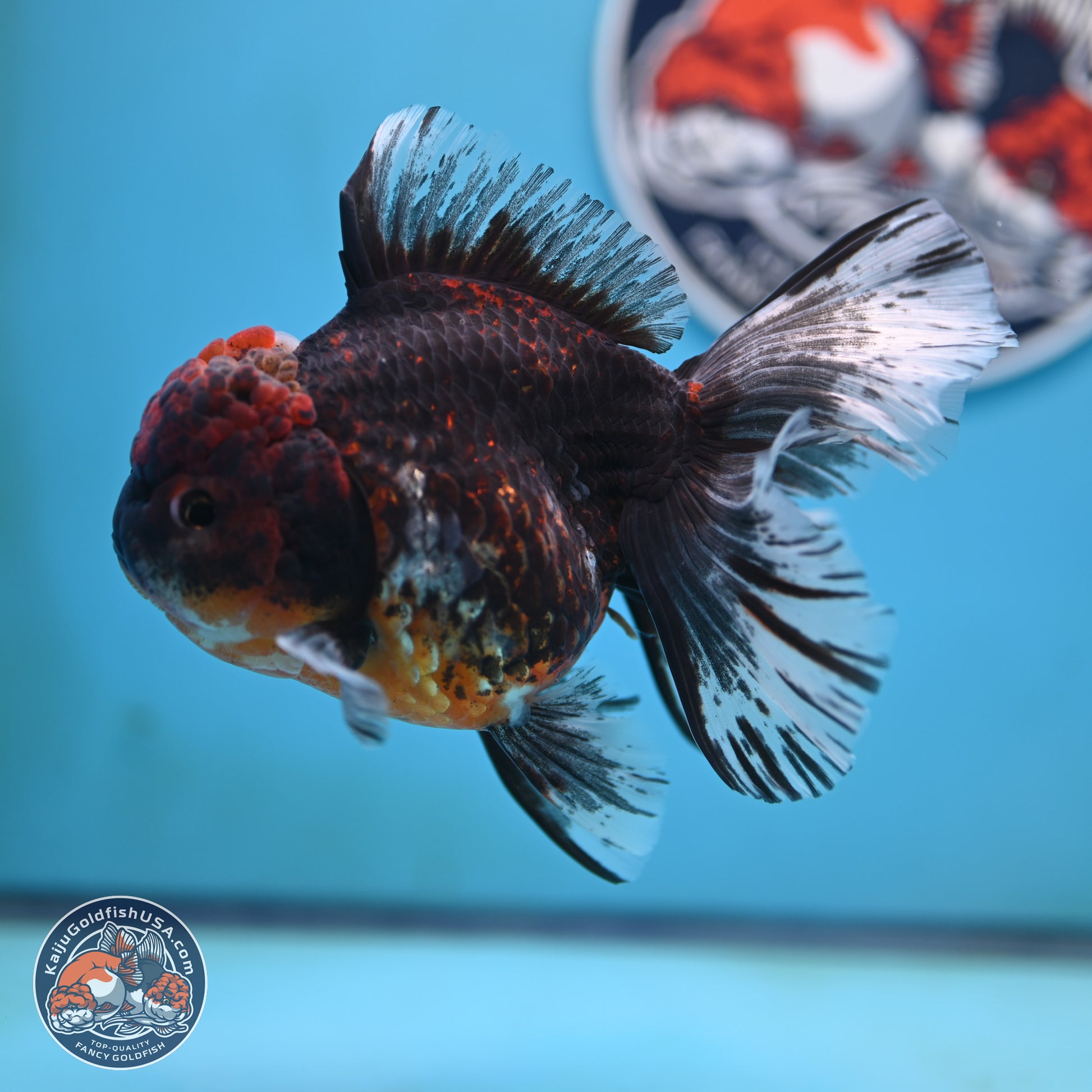 Red Kirin Rose Tail Oranda 4 inches Body - Female (250117_OR08) - Kaiju Goldfish USA