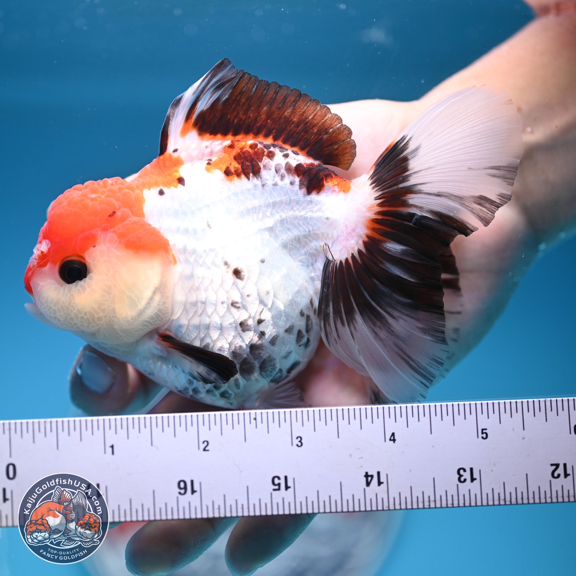 Tricolor Rose Tail Oranda 5.5 inches (241101_OR08) - Kaiju Goldfish USA