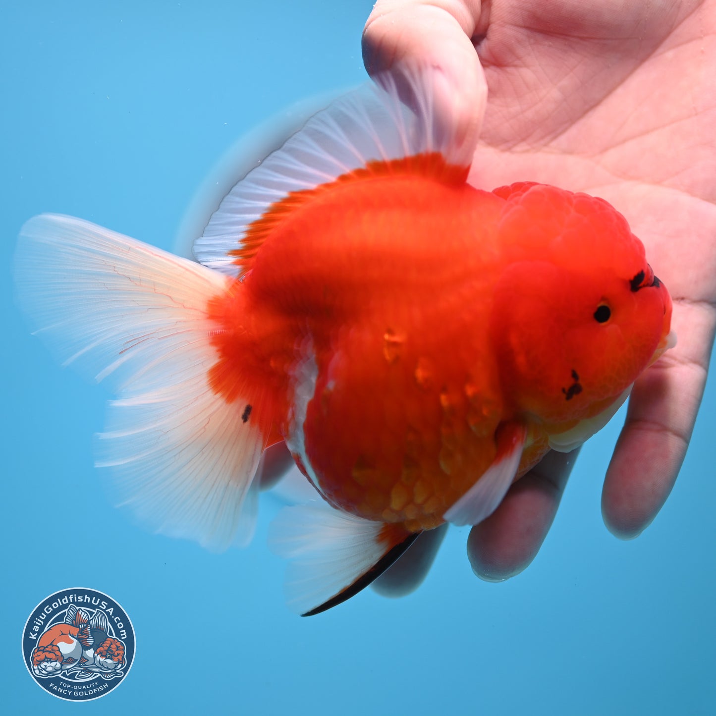Tiger Rose Tail Oranda 3.5 inches Body - Female (250221_OR08)