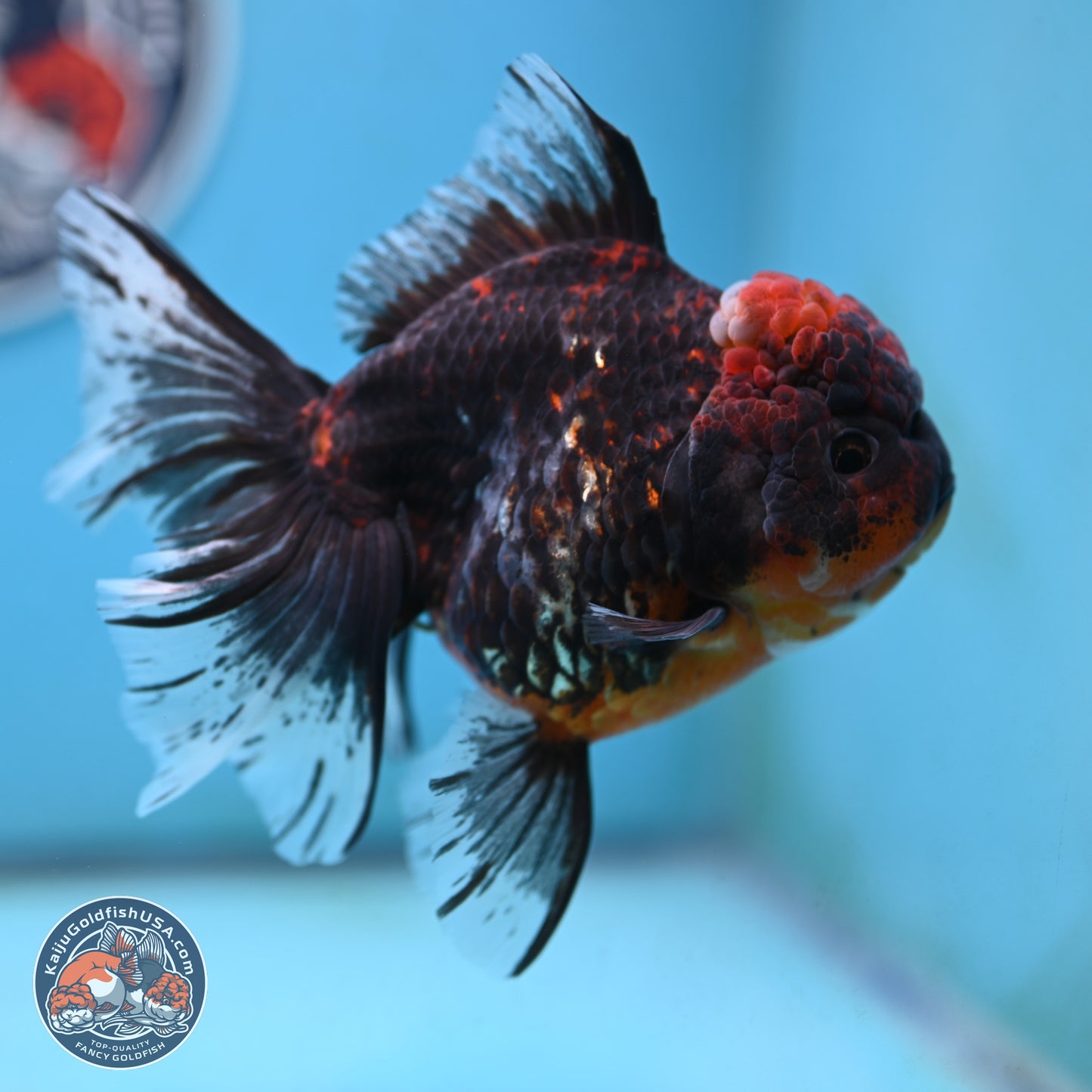 Red Kirin Rose Tail Oranda 4 inches Body - Female (250117_OR08) - Kaiju Goldfish USA