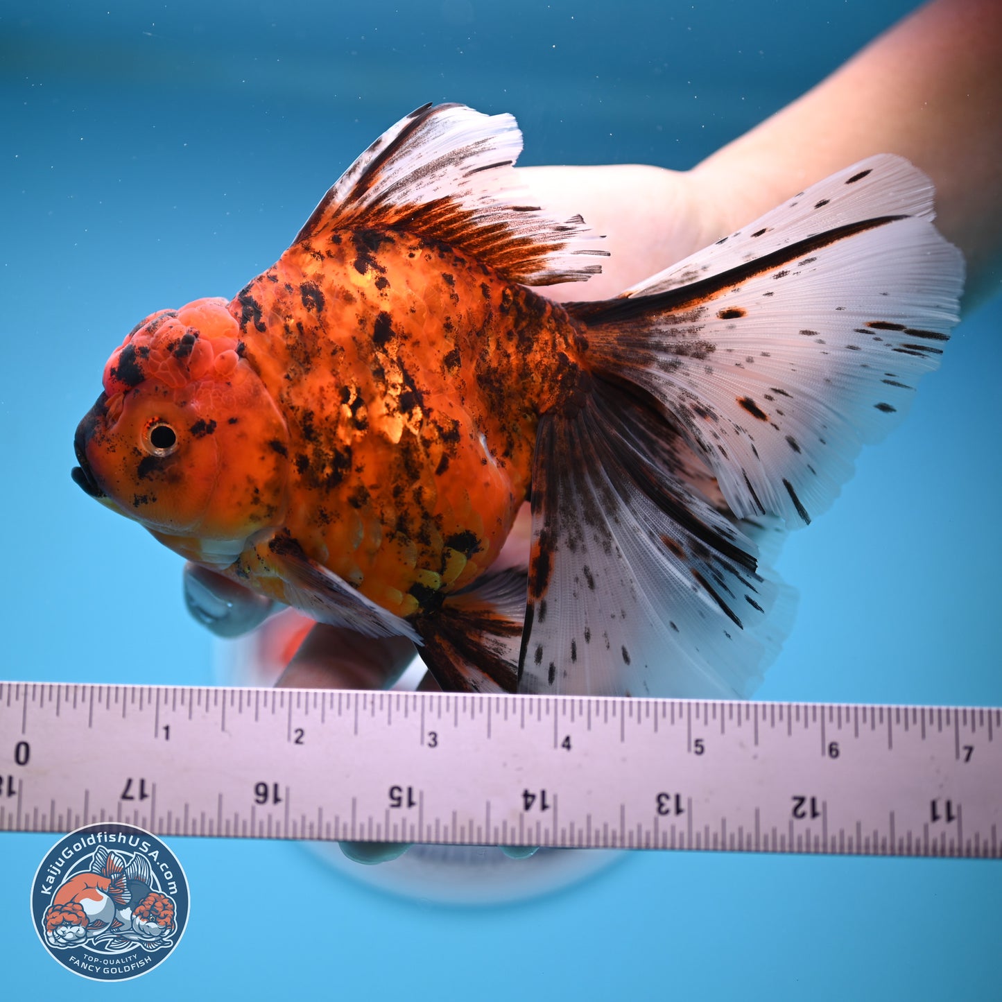 Tiger Butterfly Tail Oranda 7 inches - Female (241129_OR08) - Kaiju Goldfish USA