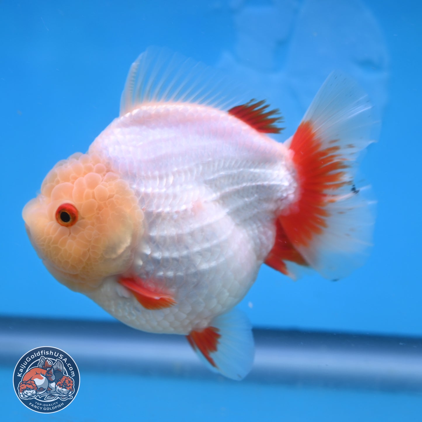 Jade Head Red White YuanBao Oranda 4 inches Body - Female (250131_OR08)