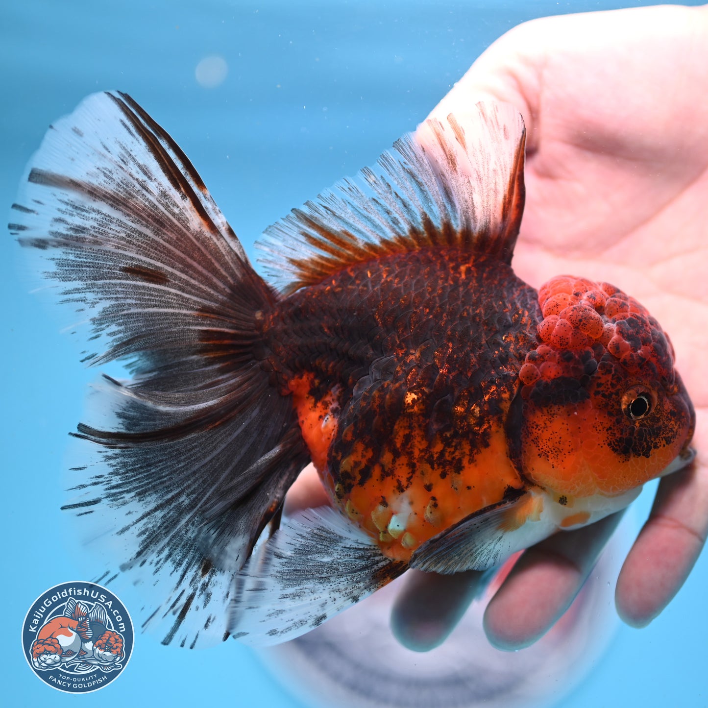 Red Kirin Rose Tail Oranda 6.5 inches - Female (241206_OR08) - Kaiju Goldfish USA