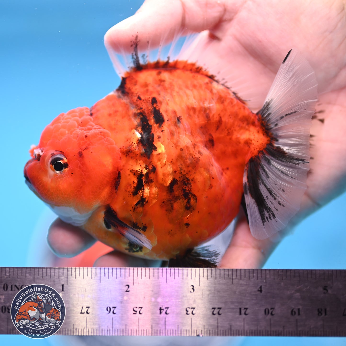 Shogun Tiger Oranda 3.75 inches Body - Female (250207_OR08)