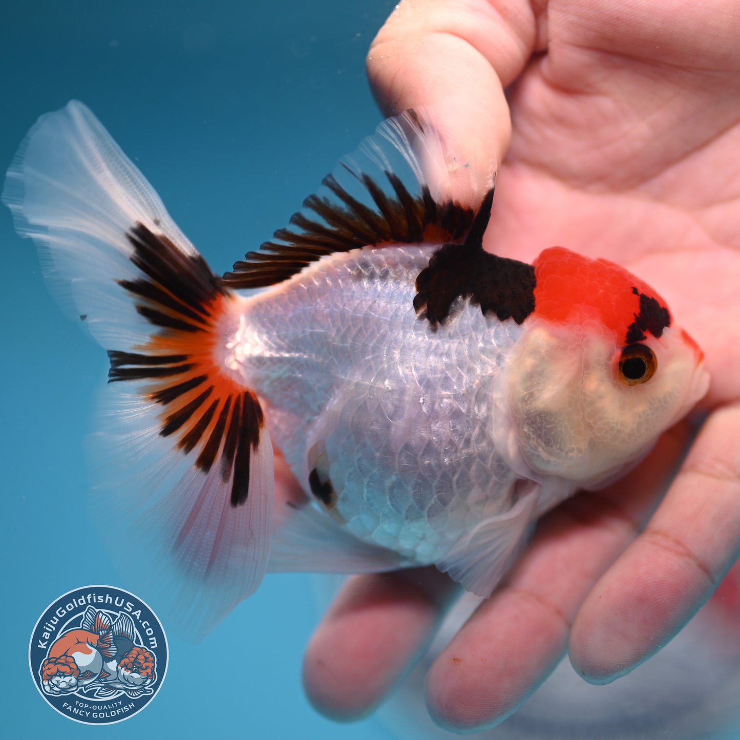 Tricolor Oranda 3 inches Body (250606_OR08)