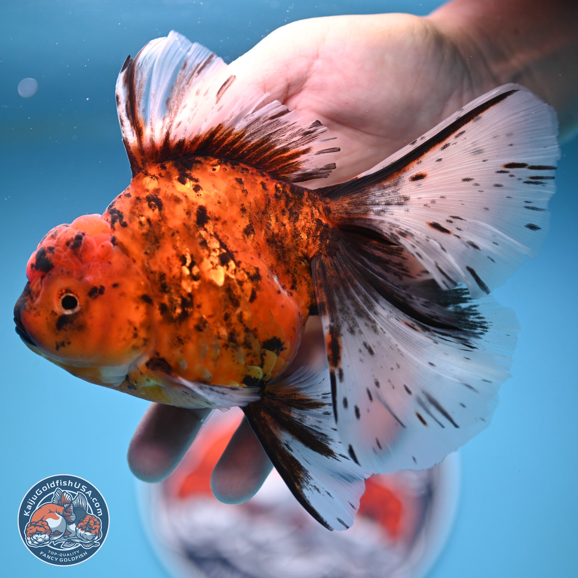 Tiger Butterfly Tail Oranda 7 inches - Female (241129_OR08) - Kaiju Goldfish USA