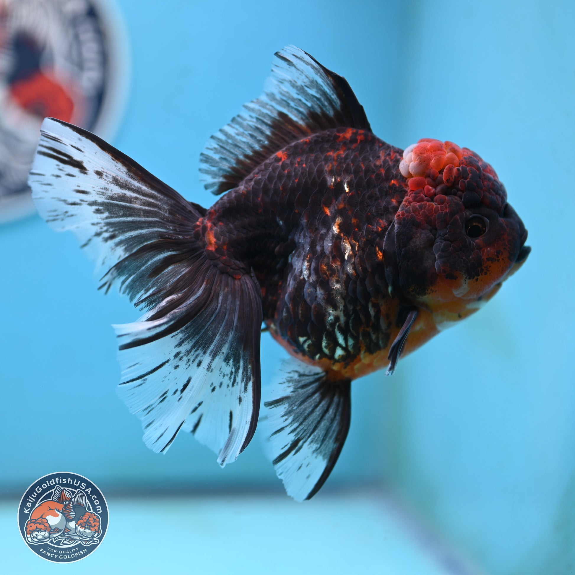 Red Kirin Rose Tail Oranda 4 inches Body - Female (250117_OR08) - Kaiju Goldfish USA