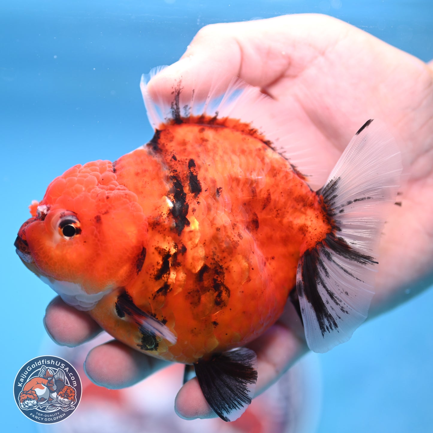 Shogun Tiger Oranda 3.75 inches Body - Female (250207_OR08)