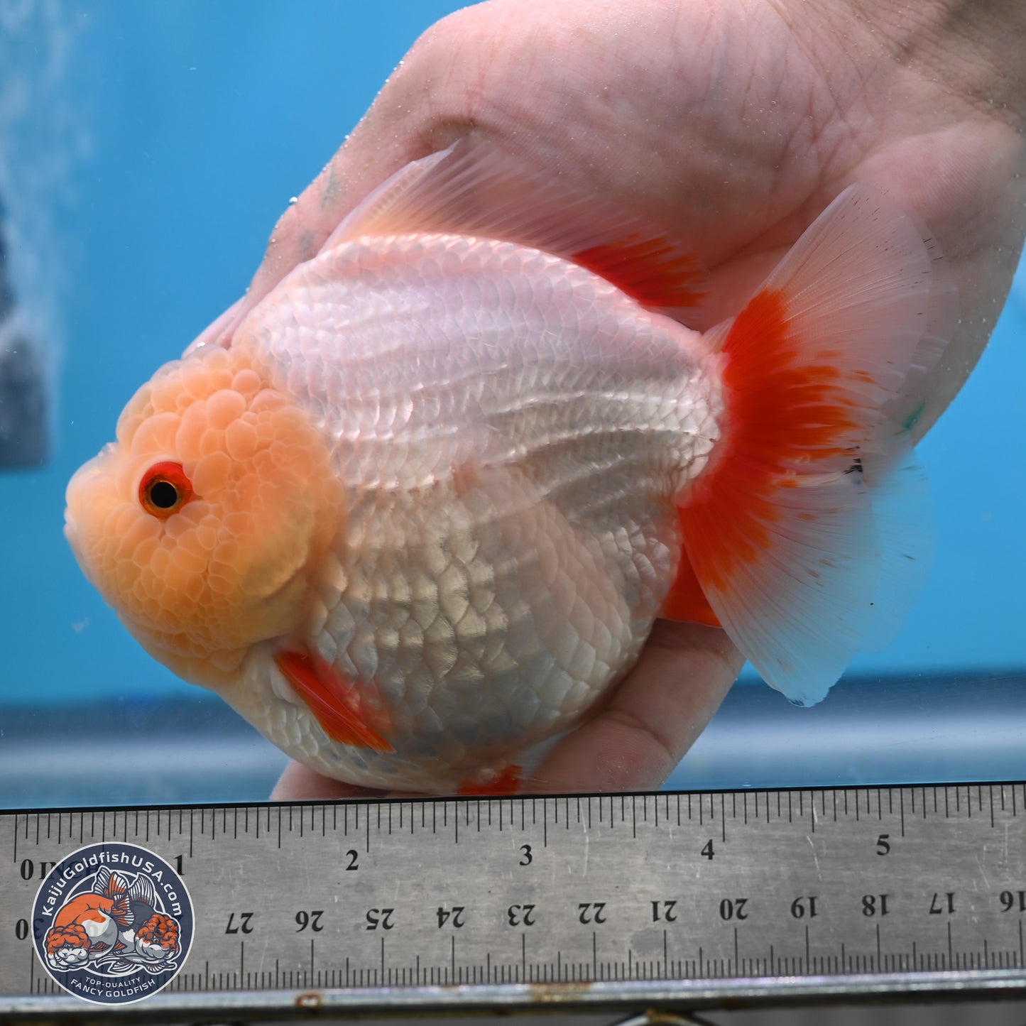 Jade Head Red White YuanBao Oranda 4 inches Body - Female (250131_OR08)