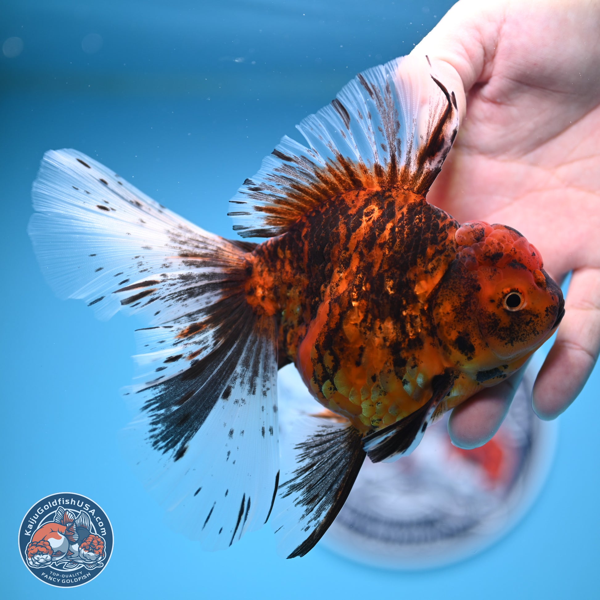 Tiger Butterfly Tail Oranda 7 inches - Female (241129_OR08) - Kaiju Goldfish USA