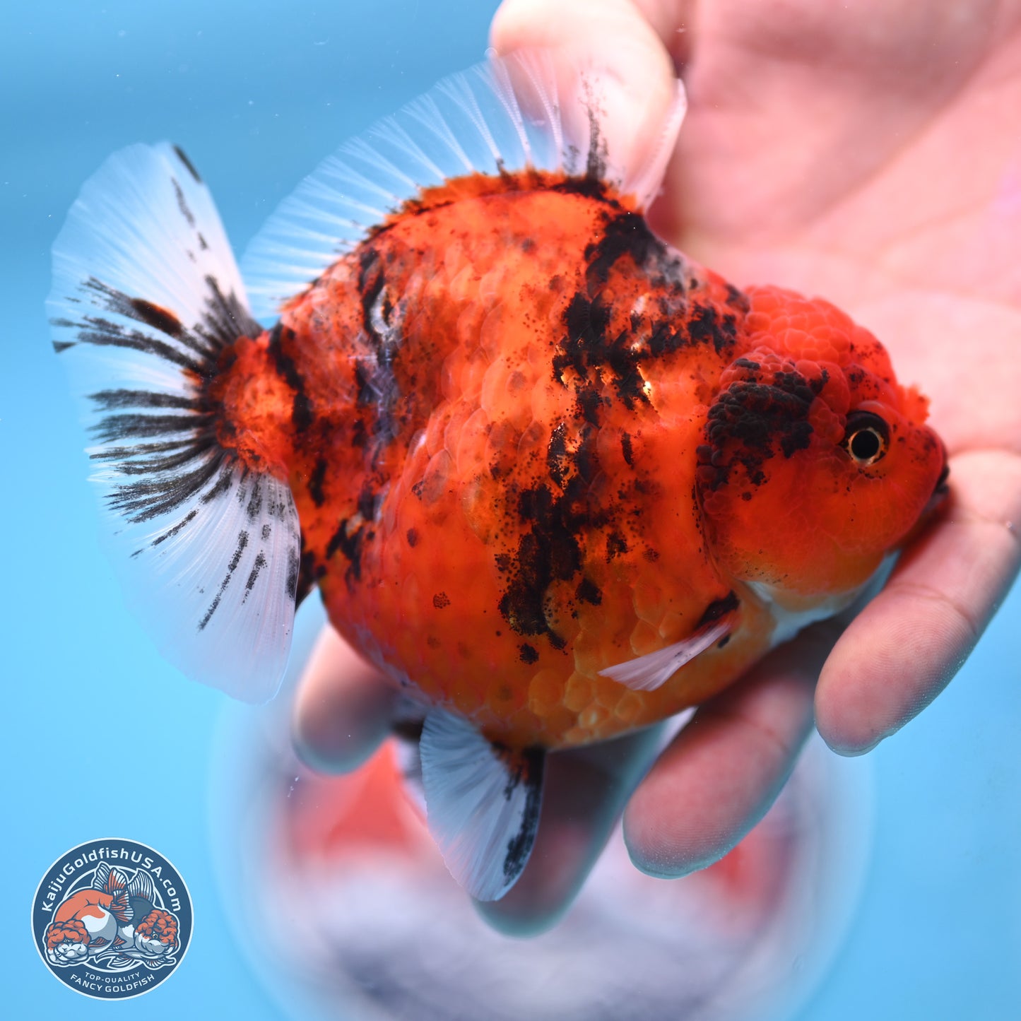 Shogun Tiger Oranda 3.75 inches Body - Female (250207_OR08)