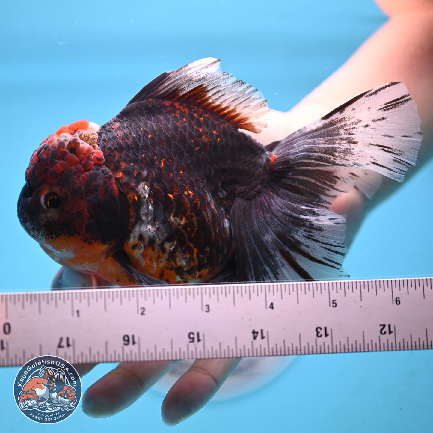 Red Kirin Rose Tail Oranda 4 inches Body - Female (250117_OR08) - Kaiju Goldfish USA