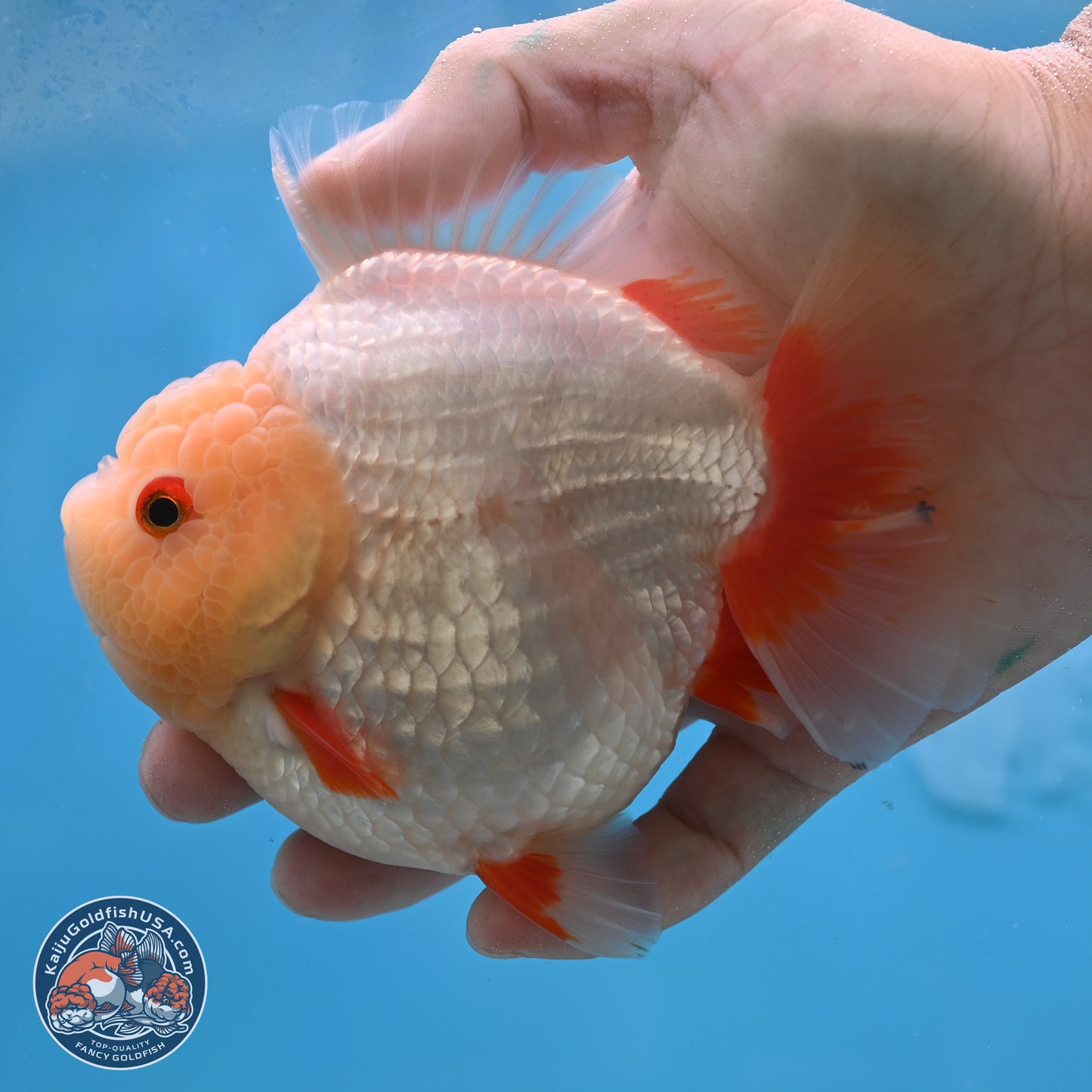 Jade Head Red White YuanBao Oranda 4 inches Body - Female (250131_OR08)