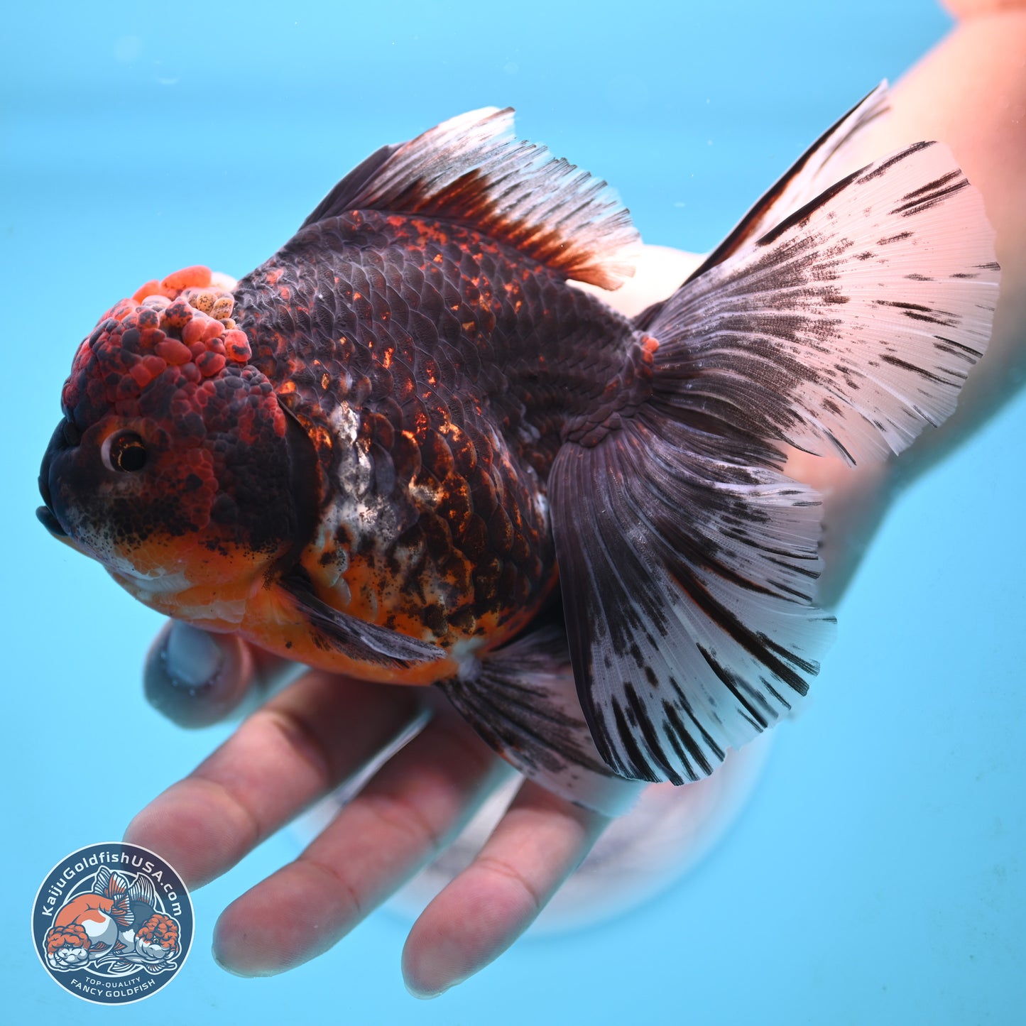 Red Kirin Rose Tail Oranda 4 inches Body - Female (250117_OR08) - Kaiju Goldfish USA