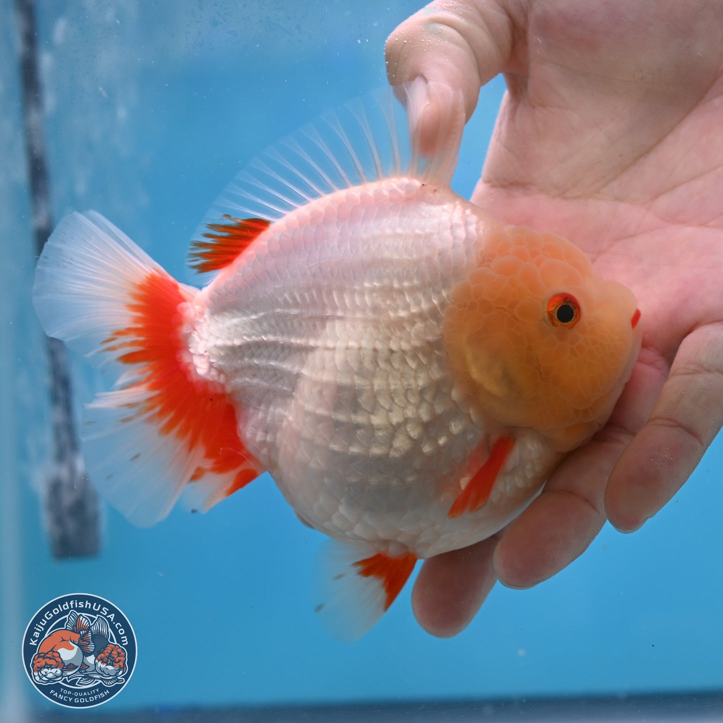 Jade Head Red White YuanBao Oranda 4 inches Body - Female (250131_OR08)