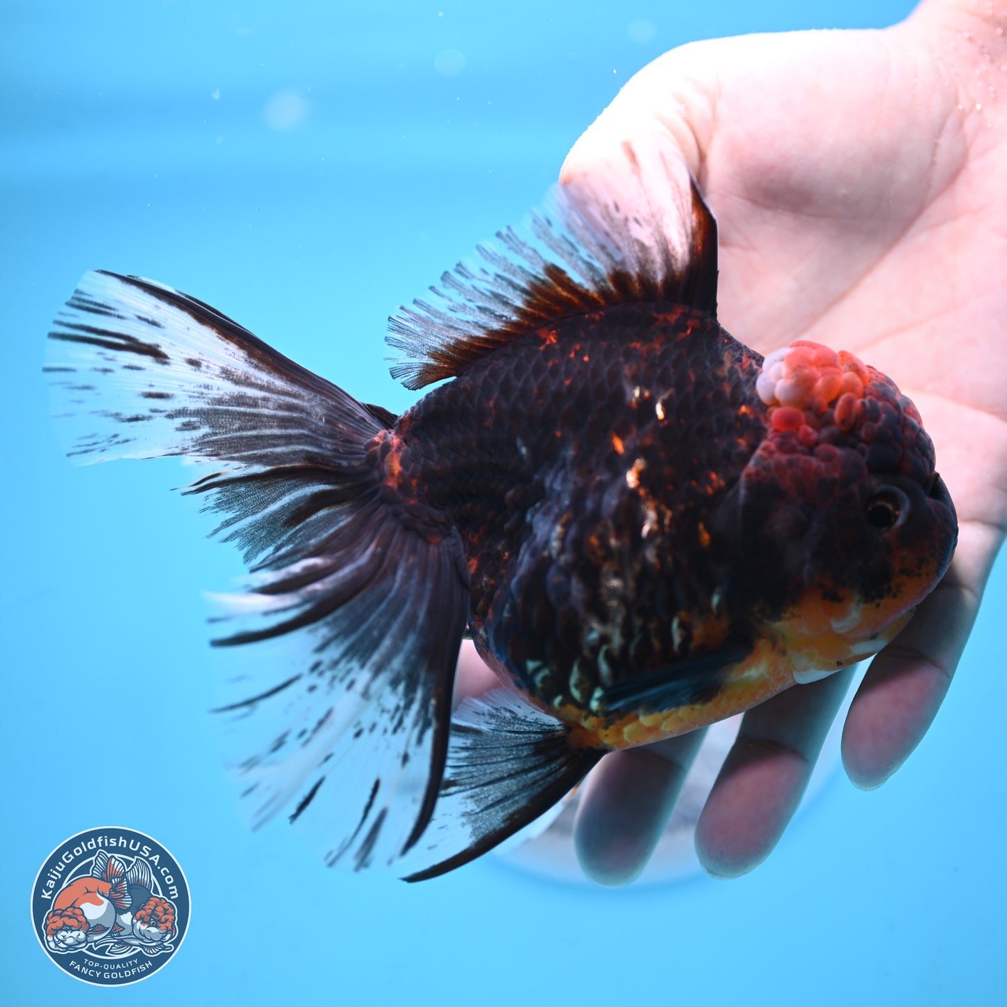 Red Kirin Rose Tail Oranda 4 inches Body - Female (250117_OR08) - Kaiju Goldfish USA