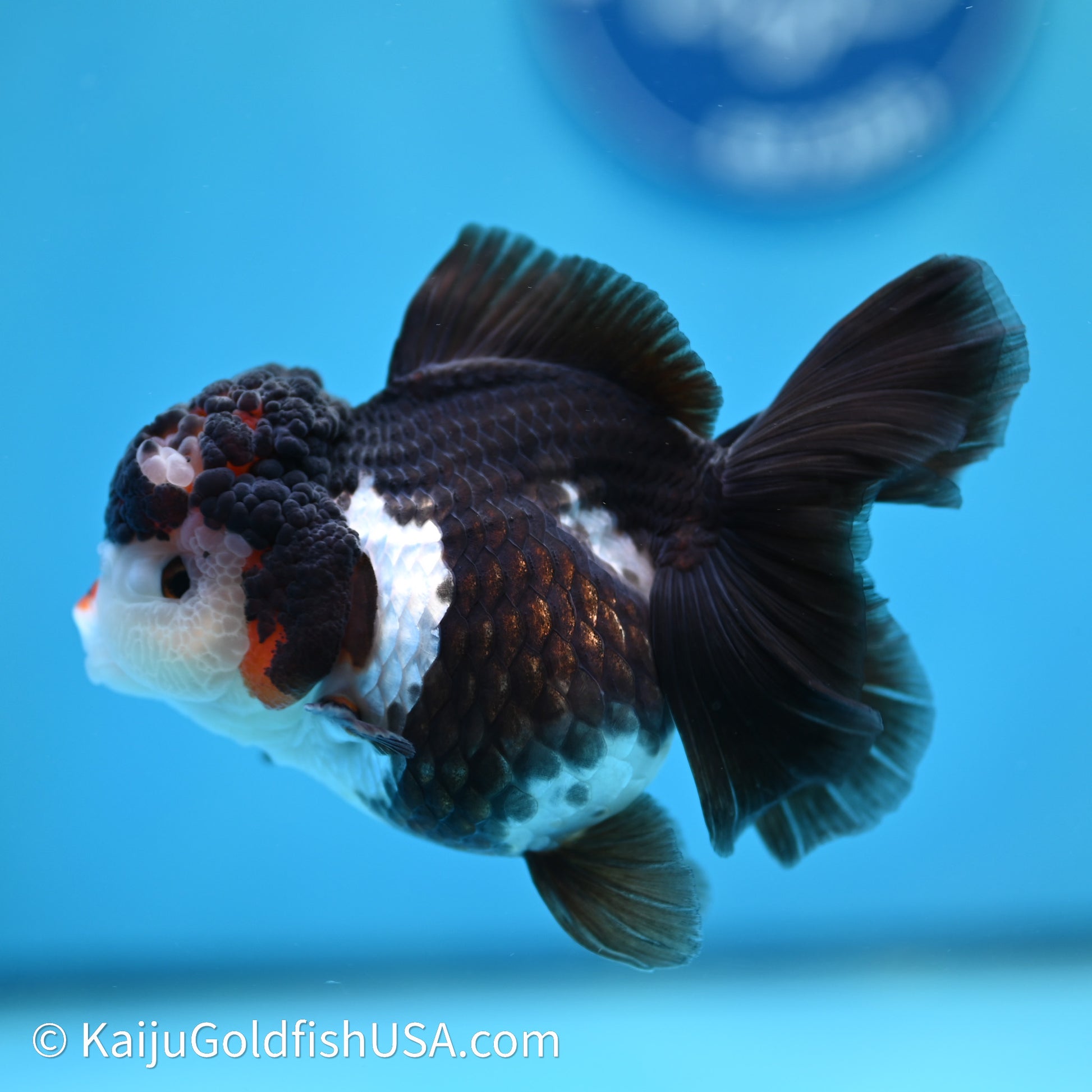 Rose Tail Panda Oranda 3.5in body (240607_OR08) - Kaiju Goldfish USA